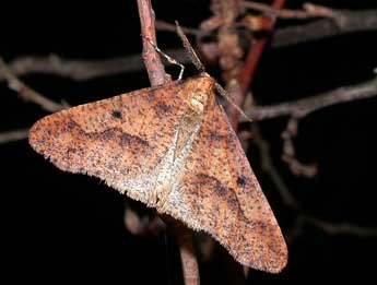 Erannis defoliaria Cl. adulte - ©Philippe Mothiron