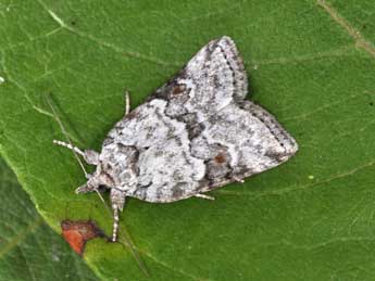 Nycteola degenerana Hb. adulte - Philippe Mothiron