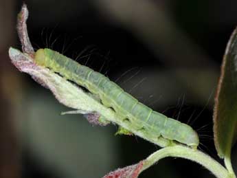  Chenille de Nycteola degenerana Hb. - ©Philippe Mothiron