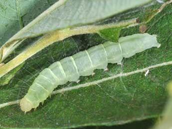  Chenille de Nycteola degenerana Hb. - Philippe Mothiron