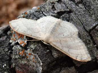 Idaea degeneraria Hb. adulte - ©Daniel Morel