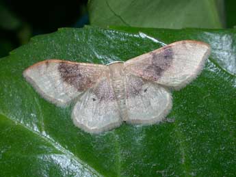 Idaea degeneraria Hb. adulte - ©Philippe Mothiron