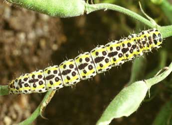  Chenille de Periphanes delphinii L. - ©Philippe Mothiron