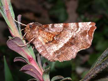 Selenia dentaria F. adulte - Philippe Mothiron