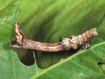  Chenille de Selenia dentaria F. - ©Philippe Mothiron