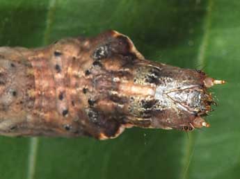  Chenille de Selenia dentaria F. - Philippe Mothiron