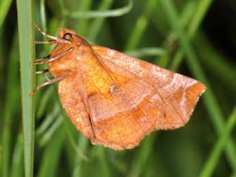 Selenia dentaria F. adulte - Philippe Mothiron