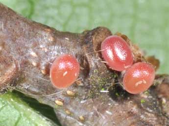  Oeuf de Selenia dentaria F. - ©Philippe Mothiron