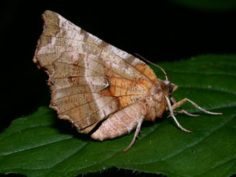 Selenia dentaria F. adulte - ©Philippe Mothiron