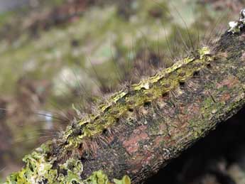  Chenille de Katha depressa Esp. - ©Philippe Mothiron