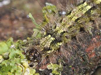  Chenille de Katha depressa Esp. - ©Philippe Mothiron