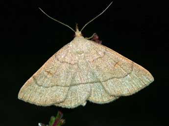 Paracolax tristalis F. adulte - Philippe Mothiron