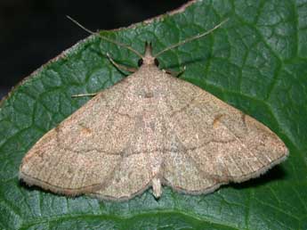 Paracolax tristalis F. adulte - Philippe Mothiron