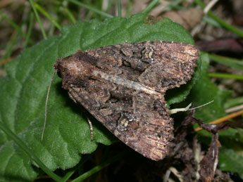 Mesapamea secalella Remm adulte - Philippe Mothiron