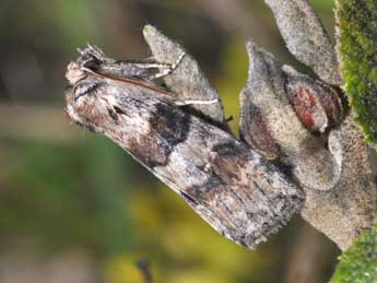 Cymatophorina diluta D. & S. adulte - Philippe Mothiron