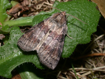 Cymatophorina diluta D. & S. adulte - ©Philippe Mothiron