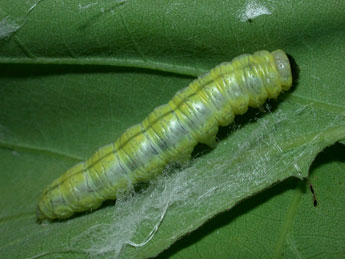  Chenille de Cymatophorina diluta D. & S. - ©Philippe Mothiron