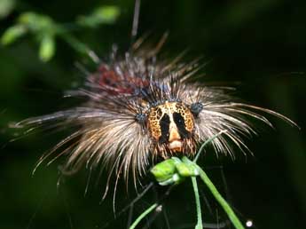  Chenille de Lymantria dispar L. - ©Philippe Mothiron