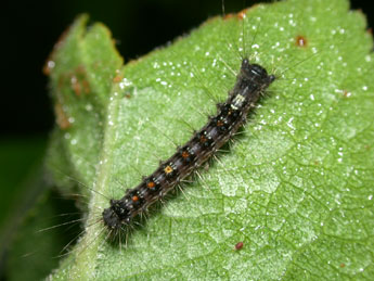  Chenille de Lymantria dispar L. - ©Philippe Mothiron