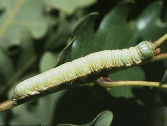  Chenille de Drymonia dodonaea D. & S. - Serge Wambeke