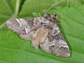 Drymonia dodonaea D. & S. adulte - Philippe Mothiron