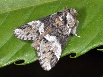 Drymonia dodonaea D. & S. adulte - ©Philippe Mothiron