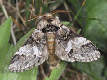 Drymonia dodonaea D. & S. adulte - Philippe Mothiron