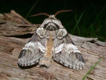 Drymonia dodonaea D. & S. adulte - Philippe Mothiron