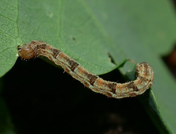  Chenille de Eupithecia abbreviata Stph. - ©Philippe Mothiron