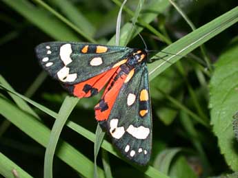 Callimorpha dominula L. adulte - ©Philippe Mothiron