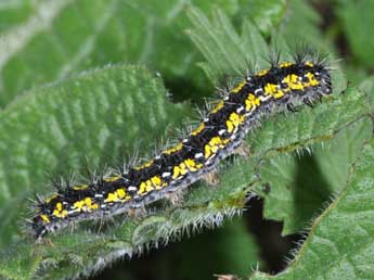  Chenille de Callimorpha dominula L. - Philippe Mothiron