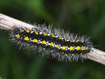  Chenille de Callimorpha dominula L. - ©Philippe Mothiron