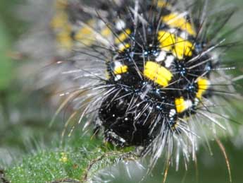  Chenille de Callimorpha dominula L. - ©Philippe Mothiron