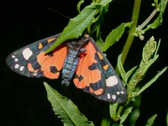 Callimorpha dominula L. adulte - Philippe Mothiron