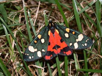 Callimorpha dominula L. adulte - ©Philippe Mothiron