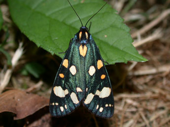 Callimorpha dominula L. adulte - ©Philippe Mothiron