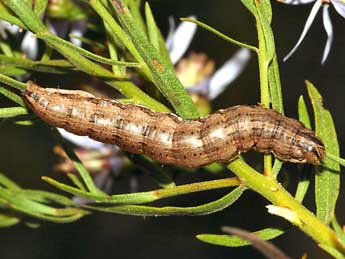  Chenille de Cucullia dracunculi Hb. - Daniel Morel