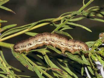  Chenille de Cucullia dracunculi Hb. - ©Daniel Morel