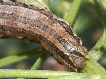  Chenille de Cucullia dracunculi Hb. - ©Lionel Taurand