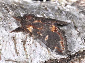 Notodonta dromedarius L. adulte - Philippe Mothiron