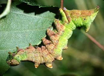  Chenille de Notodonta dromedarius L. - ©Philippe Mothiron