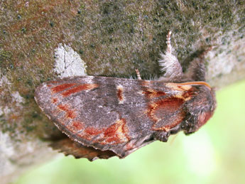 Notodonta dromedarius L. adulte - Philippe Mothiron