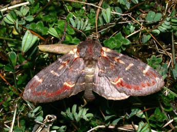 Notodonta dromedarius L. adulte - ©Philippe Mothiron