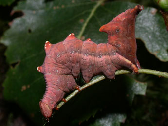  Chenille de Notodonta dromedarius L. - ©Philippe Mothiron
