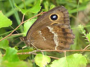 Minois dryas Scop. adulte - Catherine Wellings