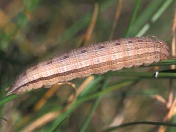  Chenille de Minois dryas Scop. - ©Tristan Lafranchis