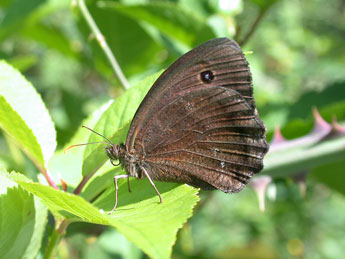 Minois dryas Scop. adulte - Philippe Mothiron