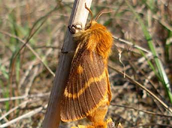 Lemonia dumi L. adulte - ©Lucas Baliteau