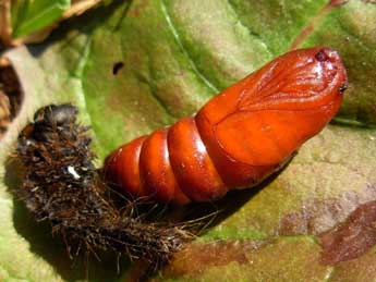  Chrysalide de Lemonia dumi L. - ©Lucas Baliteau