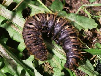  Chenille de Lemonia dumi L. - Philippe Mothiron